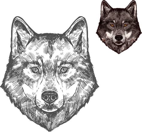 Coyote Face Drawing