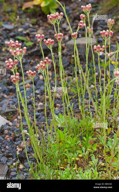 Mountain Everlasting, Catsfoot, Cudweed, Stoloniferous Pussytoes, Cat's ...