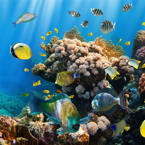 Ocean Reef Wallpaper - WallpaperSafari