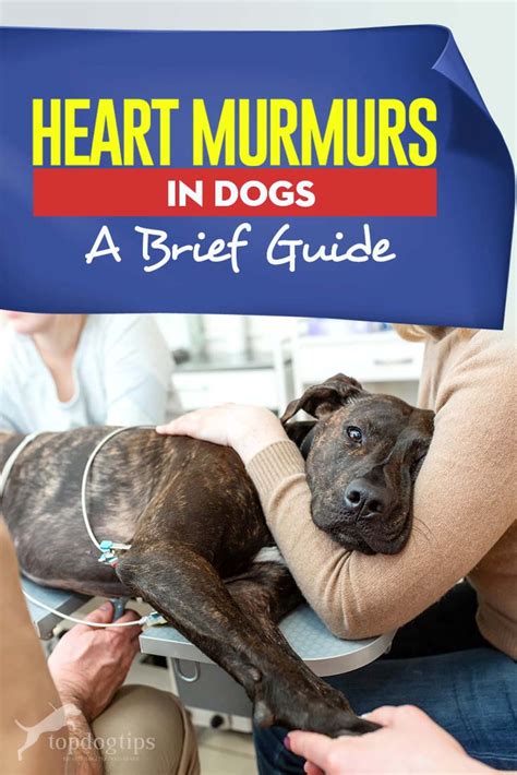 Heart Murmurs in Dogs: Symptoms, Causes and Treatment | Heart murmur, Dogs, Dog treatment