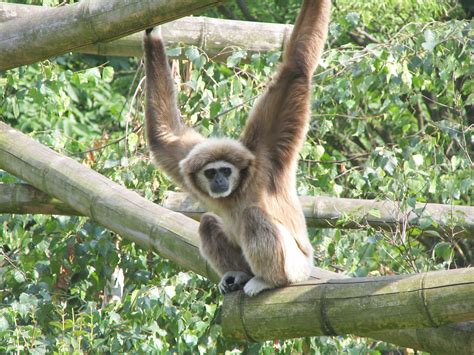 Gibbon | Types, Diet, & Facts | Britannica