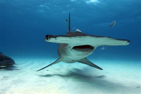 Hammerhead Shark Size And Weight | Blog Dandk