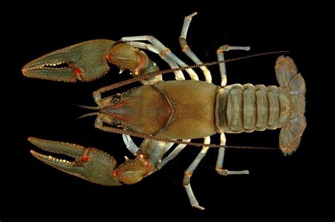 Two Appalachian Crayfish Gain 446 Miles of Lifesaving Critical Habitat - Endangered Species ...