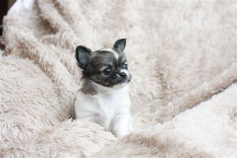 Long Haired Teacup Chihuahua Puppies For Sale Near Me - change comin