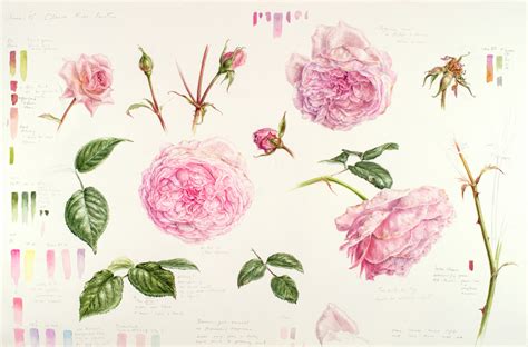 The Boundaries of Botanical Art: Dianne Sutherland - Jackson's Art Blog