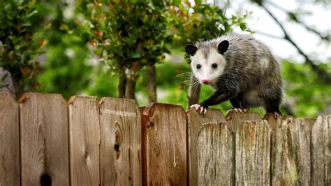 13 Facts About Opossums | Mental Floss