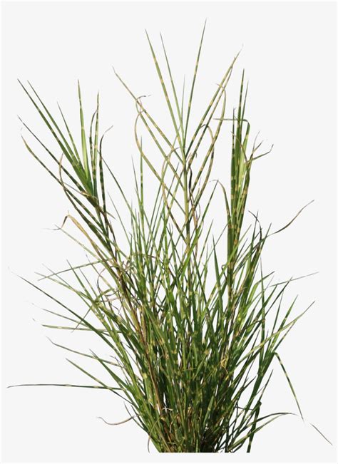 Pampas Grass Png Free