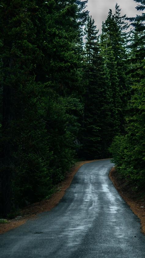 Road Through Forest Wallpaper - iPhone, Android & Desktop Backgrounds