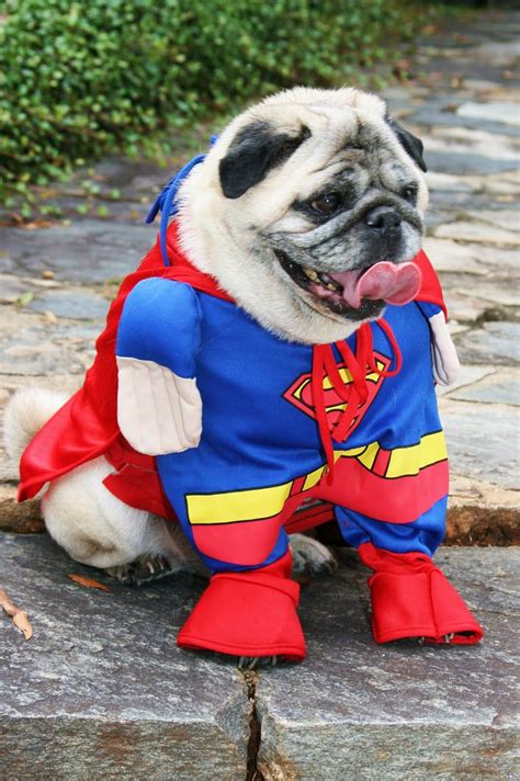 Top 15 pug halloween costumes - What the pug? | Pugs in costume, Pug ...