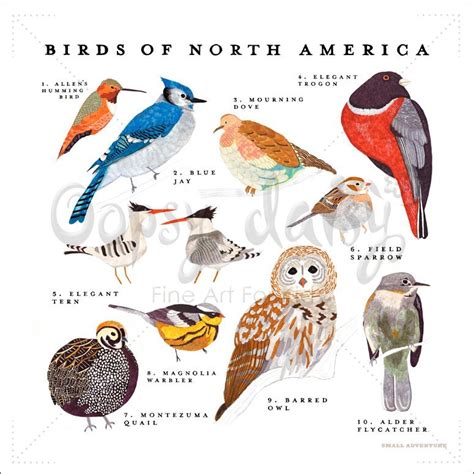 North America-birds – Ornithology