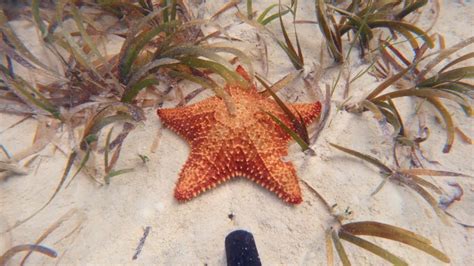 Snorkeling at Cayo Santa Maria in Cuba - YouTube