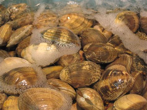 File:Clams.JPG - Wikipedia