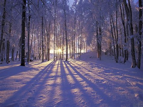 Norway Winter Forest Wallpapers - Wallpaper Cave