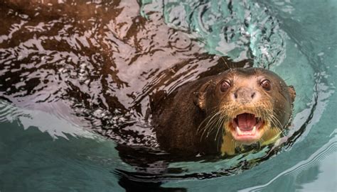 Giant Otter - Los Angeles Zoo and Botanical Gardens