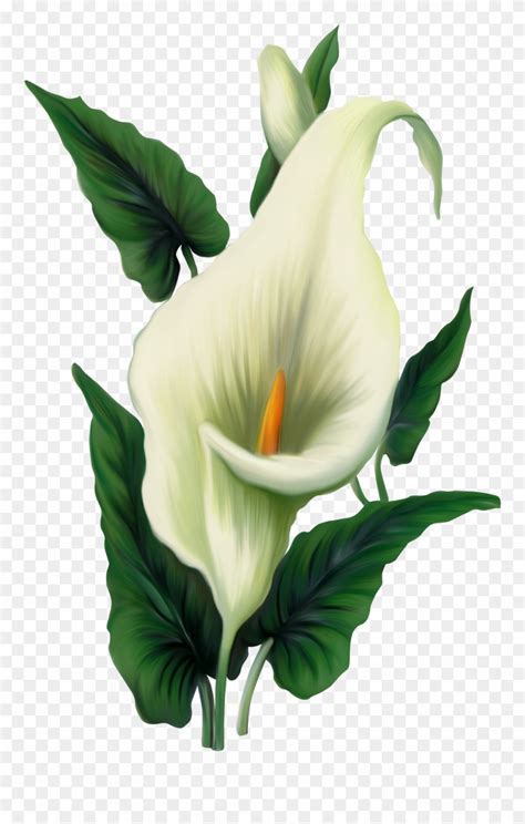 Peace Lily Clip Art - Png Download (#198713) - PinClipart