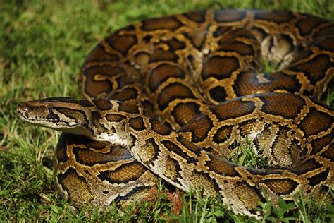 Burmese Python Facts and Pictures | Reptile Fact