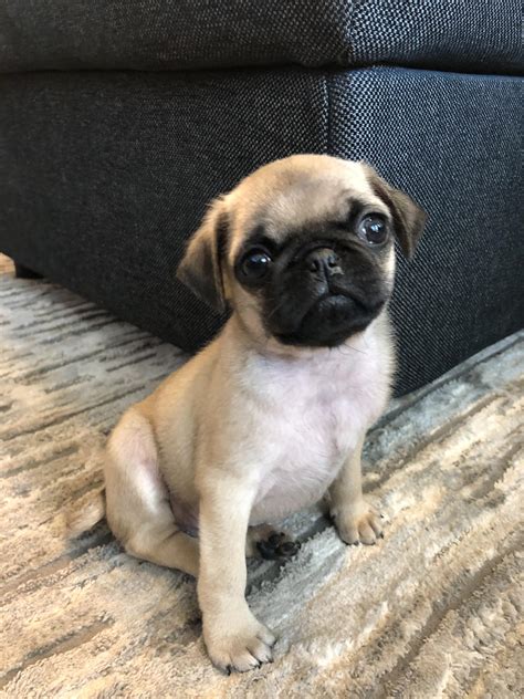 Any pug puppy training advice for this handsome fellow? 🥺🥰 : r/pug