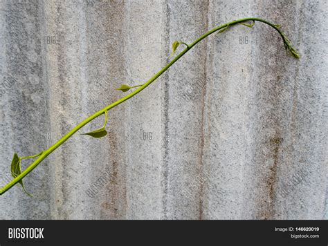 Ivy Leaf Shaped Like Image & Photo (Free Trial) | Bigstock