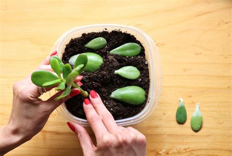 How to Propagate a Jade Plant: 3 Effective Methods