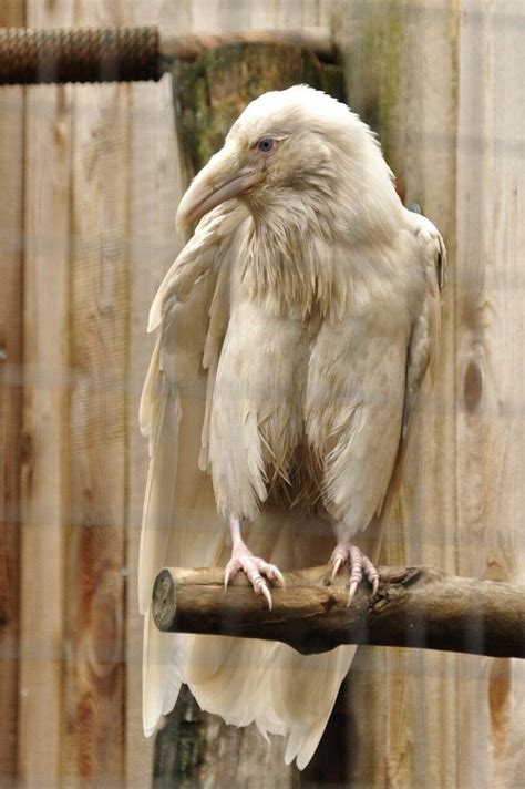 Leucistic Raven | Albino animals, Rare albino animals, Weird animals