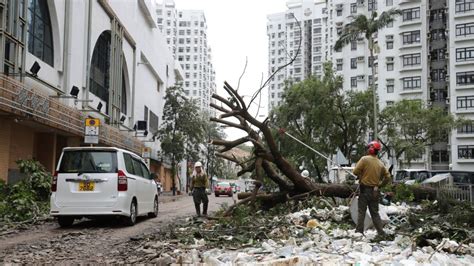 Typhoon damage to Hong Kong trees: did long-term neglect play a role? | South China Morning Post