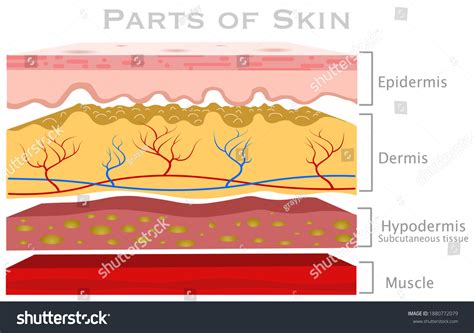 1,135 Subcutaneous Layer Images, Stock Photos & Vectors | Shutterstock