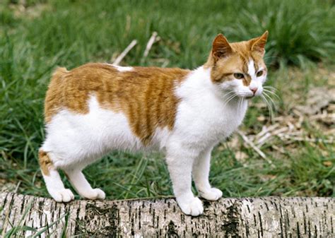 What Are the Top 10 Cat Breeds in America?