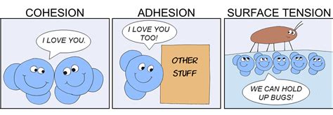 Cohesion, Surface Tension, and Adhesion Diagram | Quizlet