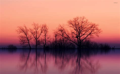 Perfect tree reflection in the calm lake wallpaper - Nature wallpapers ...