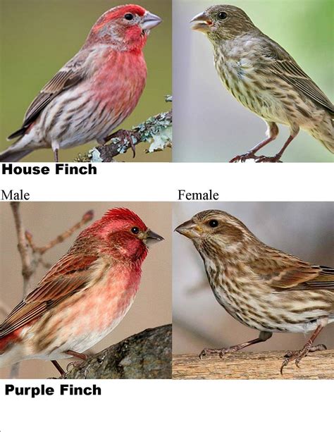 House Finch And Bluebirds - chousec