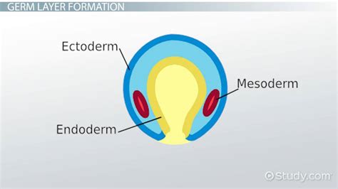 Mesoderm | Definition, Germ Layer & Function - Lesson | Study.com