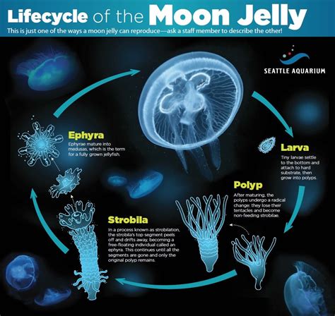 Moon Jellyfish Facts For Kids | Kids Matttroy