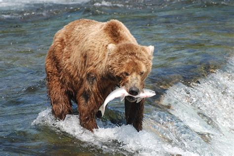 What do Brown Bears Eat? Discover the Brown Bear Diet (with Photos ...