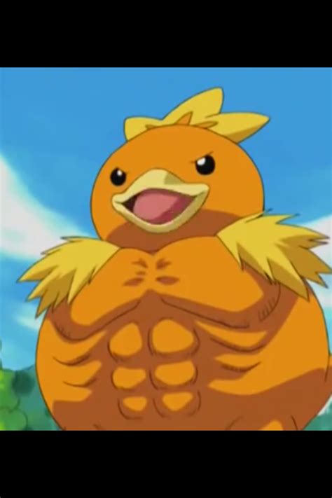 I wish this was the mega evolution for the Torchic family. : r/pokemon