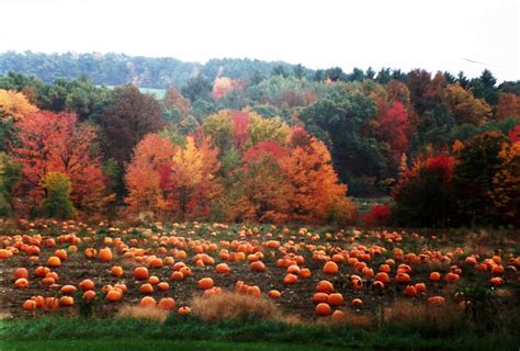 Autumn Happiness | Autumn garden, Pumpkin field, Autumn scenery