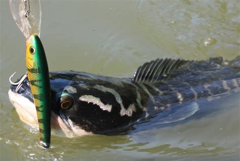 Giant snakehead fishing in Malaysia