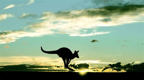 Kangaroo-in-Sunset-web