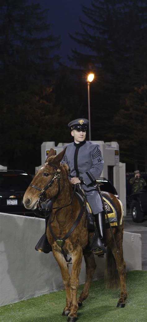 West Point's new Army Mule Mascots Ranger III, Stryker assume duties | Article | The United ...