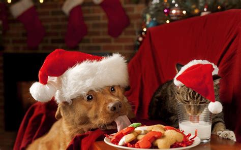 Cat And Dog Christmas Wallpapers - Wallpaper Cave