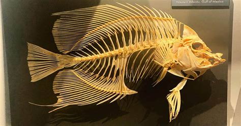 Fish Skeleton - Bone Structure of Spectacular Water Creatures - Learn About Nature