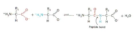 Formation Of A Peptide Bond