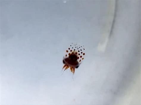 This video of octopus eggs hatching is 100% mesmerising | Express & Star