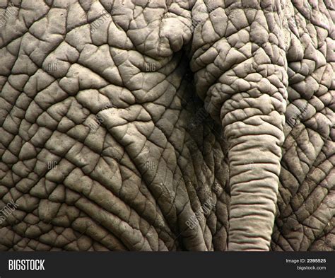 Elephant Wrinkled Skin Tail Image & Photo | Bigstock