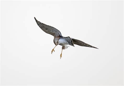 pewit: male Sparrowhawk hunting Snipe