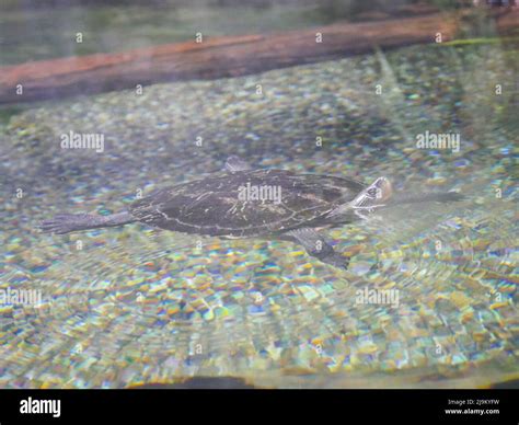 Turtle swimming underwater Stock Photo - Alamy