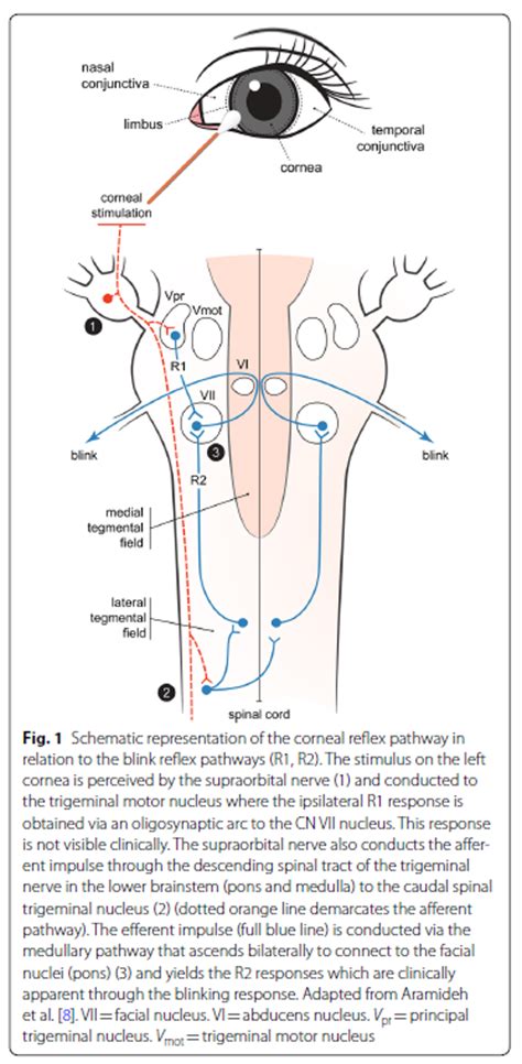 Corneal Reflex: Anatomy - OpenAnesthesia