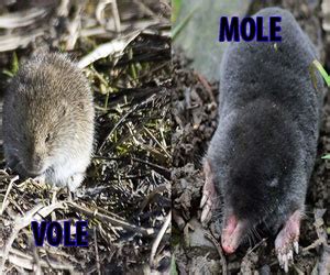 Vole vs Mole Pictures - Which Rodent is Destorying Your Garden or Lawn?