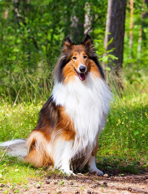 Best Large Dog Breeds – Which Are the Top Family Pets?