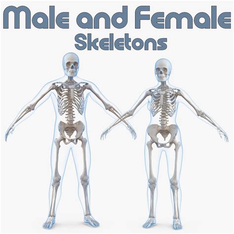 Male female bodies skeletons 3D model - TurboSquid 1273272