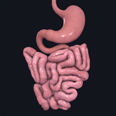 The Small Intestine | Complete Anatomy